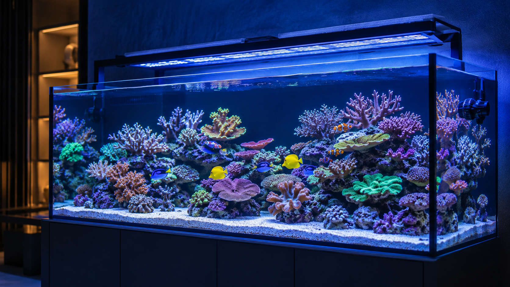Established marine reef aquarium